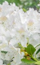 White Haaga Rhododendron flower Royalty Free Stock Photo