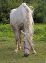 White hair coat horse