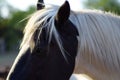 White hair horse in the sunshine