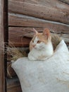 The village cat Royalty Free Stock Photo