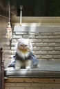 The white-haired cat sat in bad mood. Royalty Free Stock Photo