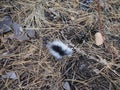 white-haired tuft of squirrel or badger hair in the forest Royalty Free Stock Photo