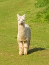 White hairy alpaca standing looking at camera