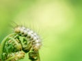 White Hairy Caterpillar On Fern Shoots, Free Space, Selective Focus