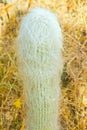 White Hairy Cephalocereus Senilis Old Man Cactus from Mexico in Yellow Desert Among Dry Plants. Tropical Exotic Plant. Royalty Free Stock Photo