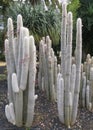 White Hairy Cephalocereus Senilis Old Man Cactus. View of large vertical cacti with stems covered in soft white hairs. Tropical Royalty Free Stock Photo