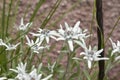 White hairy flower of Leontopodium alpinum Royalty Free Stock Photo