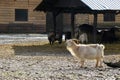 White hairy goat screaming