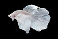 White Halfmoon Betta splendens fish