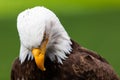 White Haliaeetus leucocephalus eagle head