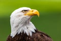 White Haliaeetus leucocephalus eagle head