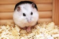 White hamster Royalty Free Stock Photo