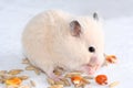 White hamster Royalty Free Stock Photo