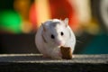 White hamster Royalty Free Stock Photo