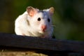 White hamster Royalty Free Stock Photo