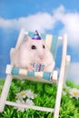 White hamster celebrating birthday Royalty Free Stock Photo