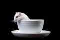 White hamster in cup on black Royalty Free Stock Photo