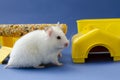 White hamster home content joy for children blue background