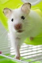 White hamster home content joy for children blue background