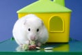 White hamster home content joy for children blue background