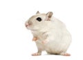 White hamster sitting, isolated Royalty Free Stock Photo