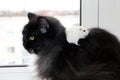 White hamster sitting among thick fur of black cat. Amusing animals