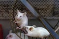 White hamsters play with a wheel. Front view Royalty Free Stock Photo