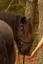 White hand feeding black horse Royalty Free Stock Photo