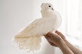 White hand pigeon on the hands of a woman on a white background. The dove sits in profile, a symbol of purity and peace Royalty Free Stock Photo