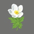 White handdrawn anemone flower in blossom with leaf and stem. Beautiful floral illustration of wildflower for wedding Royalty Free Stock Photo