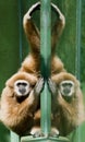 White-handed Gibbon Royalty Free Stock Photo