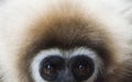 White-handed Gibbon Royalty Free Stock Photo