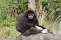 White Handed Gibbon