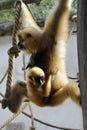 White-handed Gibbon