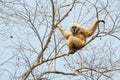 White handed gibbon Royalty Free Stock Photo