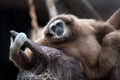 White-handed Gibbon Royalty Free Stock Photo