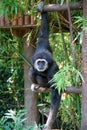 White-Handed Gibbon