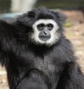 White-handed gibbon Royalty Free Stock Photo