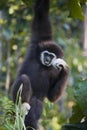 White Handed Gibbon