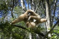 White-handed Gibbon hanging out Royalty Free Stock Photo