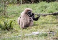 White Handed Gibbon with her baby