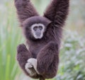 White-handed Gibbon (Hylobates lar) hanging on a tree. Royalty Free Stock Photo