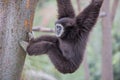 White-handed Gibbon (Hylobates lar) hanging on a tree. Royalty Free Stock Photo