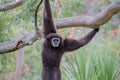 White-handed Gibbon (Hylobates lar) hanging on a tree. Royalty Free Stock Photo