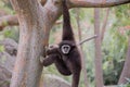 White-handed Gibbon (Hylobates lar) hanging on a tree. Royalty Free Stock Photo