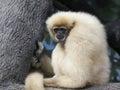 A White Handed Gibbon, Hylobates lar, on a Branch Royalty Free Stock Photo