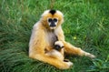 WHITE-HANDED GIBBON hylobates lar, MOTHER WITH YOUNG Royalty Free Stock Photo