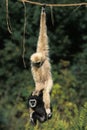 WHITE-HANDED GIBBON hylobates lar, MOTHER WITH YOUNG HANGING FROM LIANA Royalty Free Stock Photo