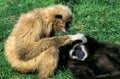 WHITE-HANDED GIBBON hylobates lar, PAIR GROOMING Royalty Free Stock Photo