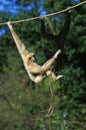 White-Handed Gibbon, hylobates lar, Pair Hanging from Liana Royalty Free Stock Photo